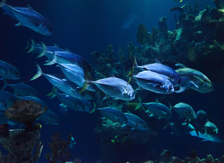 Noxguard - Sea Revolution: How Noxguard’s Marine Urea Stands Out